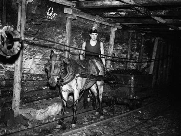سال 1934 انگلستان، معدنکار زغال سنگ با اسب در حال کار کردن در شفت معدن