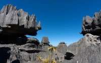 	جنگل  سنگ در ماداگاسکار شامل سنگ آهک سری بالا و تیز