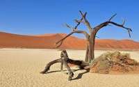 	شهر درختان مردهدر بیابان نامیبیا، متشکل از گروهی از درختان مرده بیش از ۹۰۰ سال. پشت بالاترین تپه های شنی در جهان قرار گرفته است.